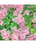 Syringa meyeri Flowerfesta® Pink догляд